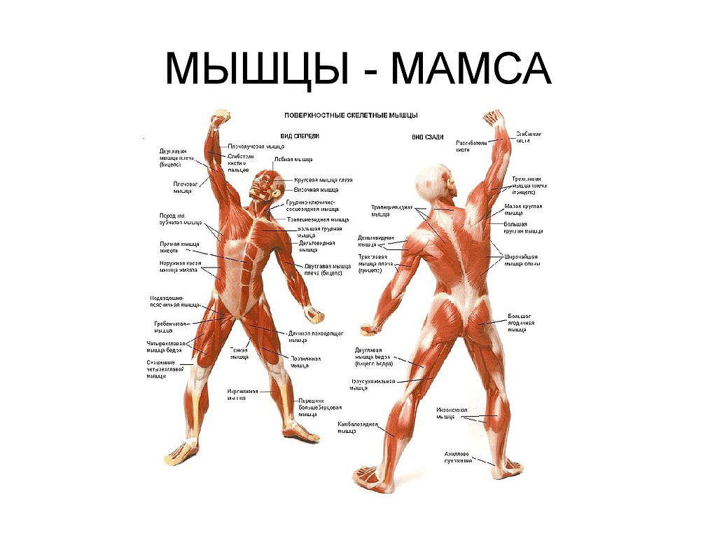 Мамса - мышцы