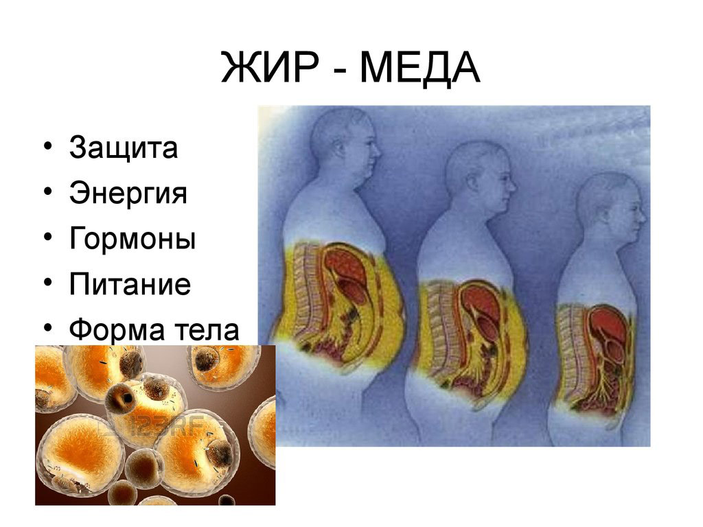 Меда - жир