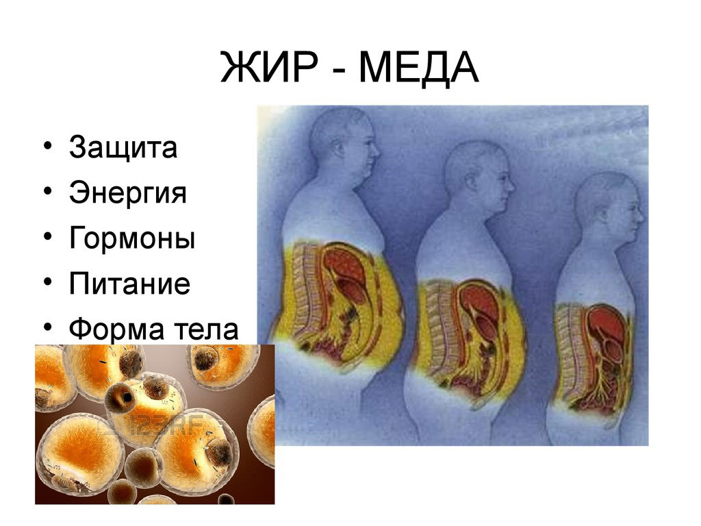 Меда - жир