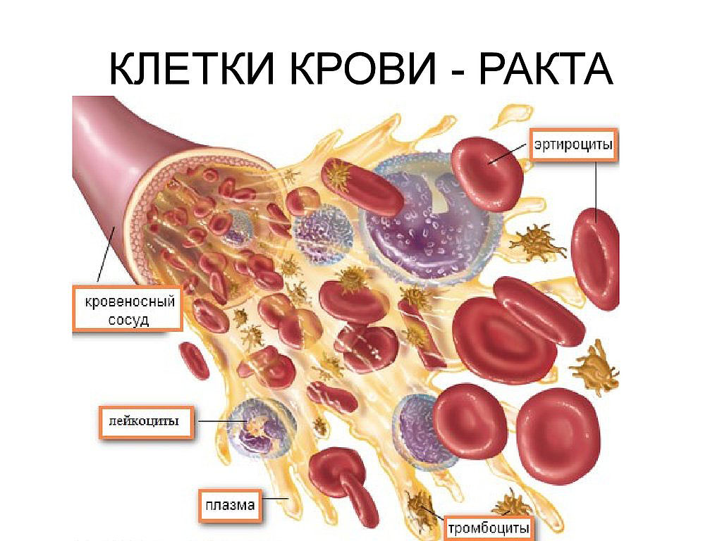 Ракта - кровь