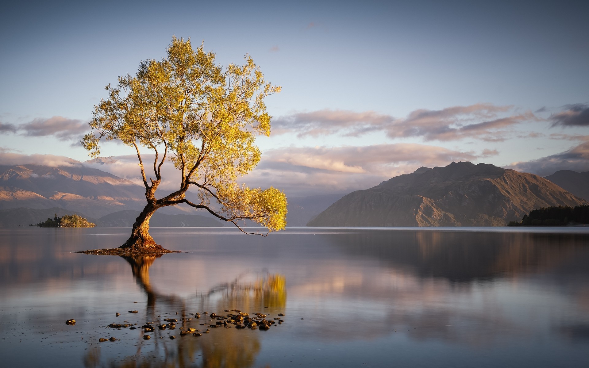 Отражение дерева в воде
