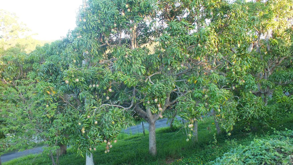 На ферме множество плодовых деревьев. Очень много манго все деревья усыпаны