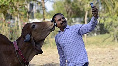 В Индии может появиться министерство коров