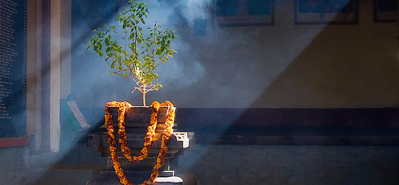 Поклонение Туласи.  Кришна Бхакти или Вишну Бхакти?